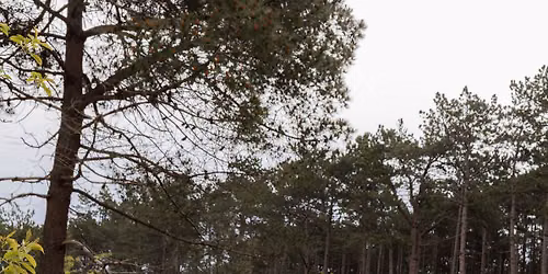 Buiten Beter in de Schoorlse Duinen — Natuur in Alkmaar